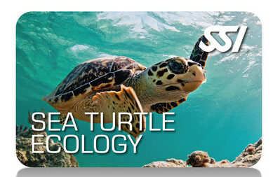 Sea turtle ecology